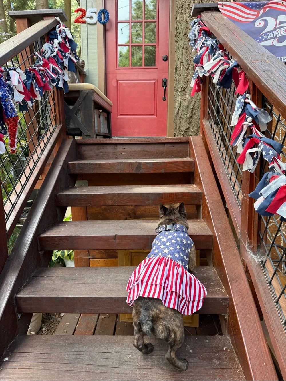 American Flag Pet Dress